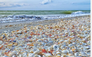 seashells